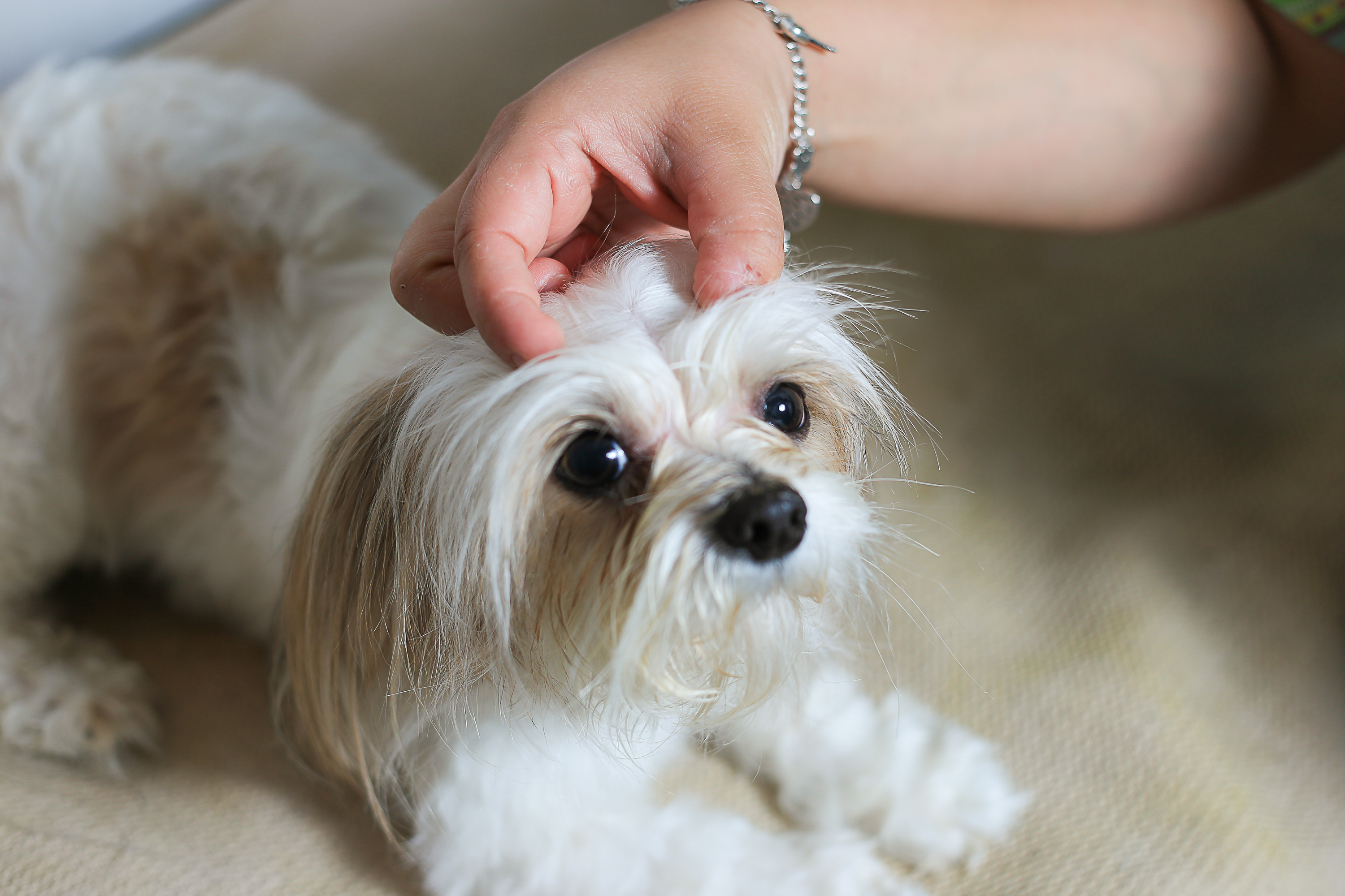 is it normal for a puppy to have dandruff