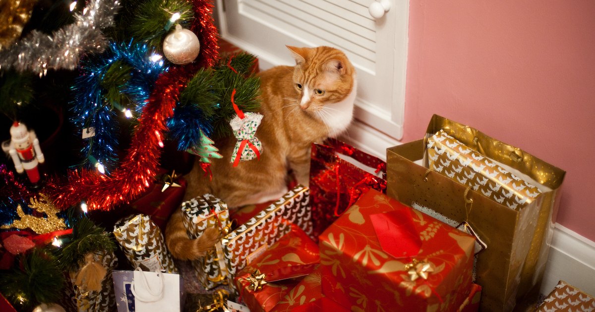 One-Stop Pawliday Shop | Cuteness