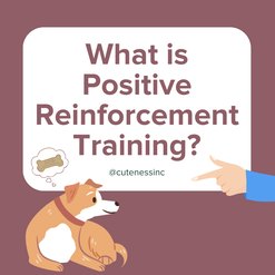 "What is Positive Reinforcement Training" with illustrated graphics of a dog thinking about a bone, and a human hand. 