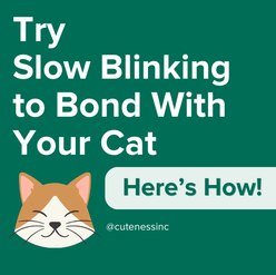 cute brown cat next to text "try slow blinking to bond with your cat. here's how!" white text on green background