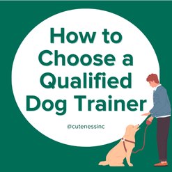 text "how to choose a qualified dog trainer" green text on white background. next to it is a cartoon of a man with a dog on a leash.