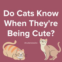 text "do cats know when they're being cute?" white text on dark pink background with two cute cats with closed eyes beneath the text.