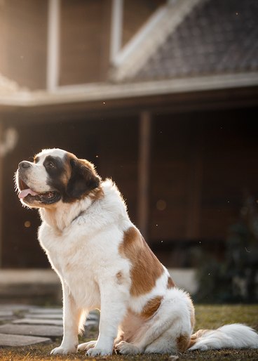 A happy St. Bernard looking ahead and sitting in a backyard at home.  