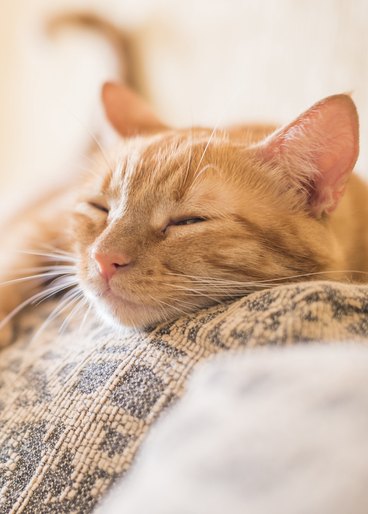 Close-up of an orange cat sleeping on a blanket. 