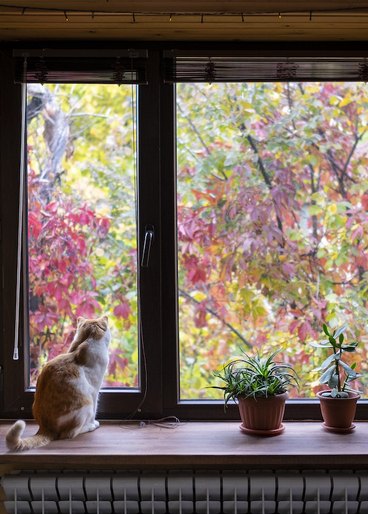 Ginger cat sitting on a windowsill with plants and looking at the autumn leaves.