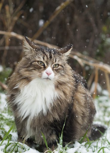 Norwegian forest cat sitting in the snow and looking afar. 