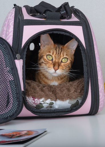A Cat inside a pink carrier is looking at the camera, and a yellow suitcase is beside. 