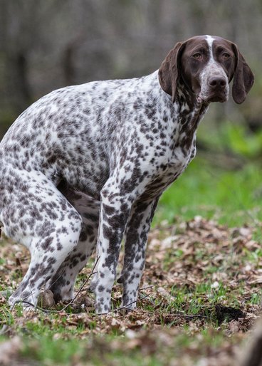 German shorthaired pointer sitting in the woods and eliminating.