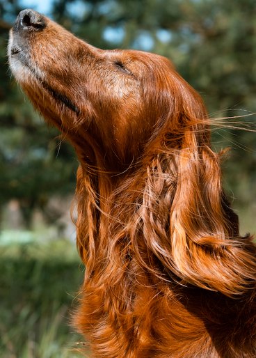 An Irish setter closing their eyes and looking serene while basking in the sun.
