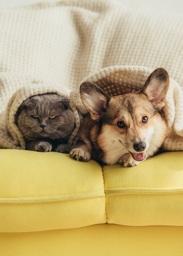 A gray Scottish fold cat and a happy corgi sitting together on a yellow couch under a blanket.  