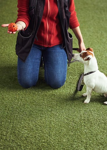 Jack Russell terrier sitting by a trainer holding a small orange ball.