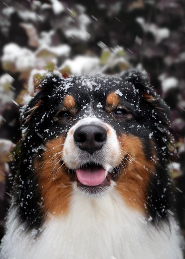 Happy Bernese Mountain dog looking at the camera with their tongue out and snowflakes dusting their face. 