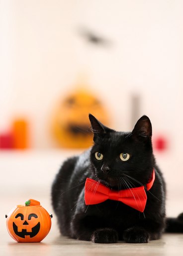 Black kitten wearing a red bowtie next to a tiny jack-o-lantern. 