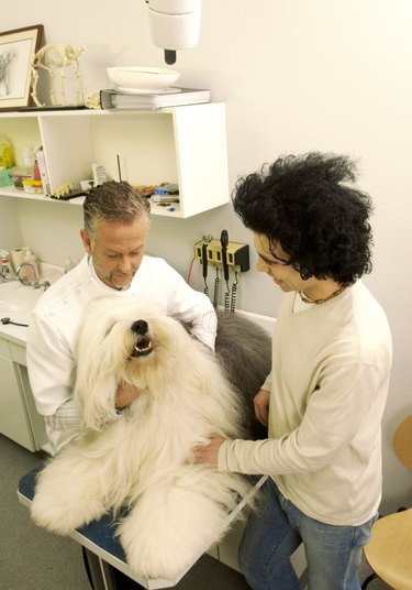 Mature male vet examining old English sheepdog in surgery with man