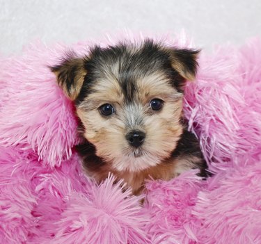 Sweet Morkie Puppy
