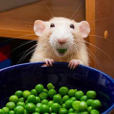 Rat eating peas