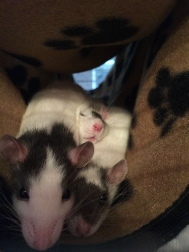 Three rats cuddling