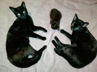 Black kitten sleeping between two older black cats.