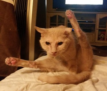 Ginger cat with their legs sticking up and staring ahead.