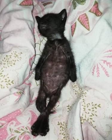 Black kitten sleeping on their back on a bed.