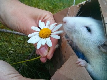 Rat sniffing a daisy