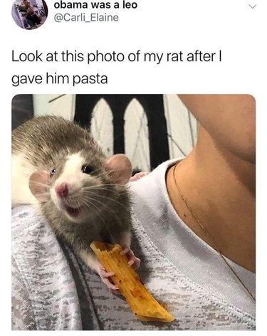 Rat eating a piece of pasta