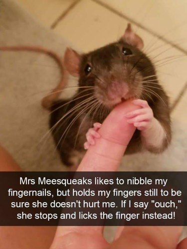 Rat nibbling photographer's finger