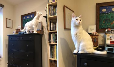 Two comparison photos of a white cat with "long" neck sitting on a dresser.