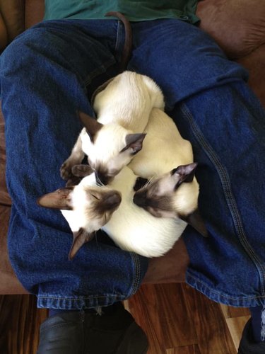 Three Siamese cats snuggling between the legs of their pet parent.