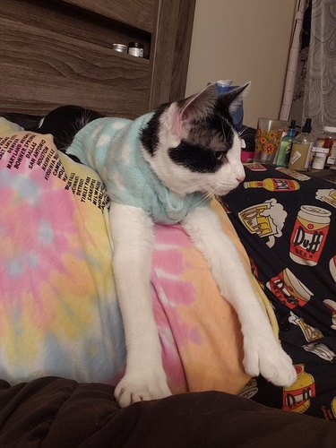 Cat weaing a light blue sweater with thei paws sticking over the edge of a person wearing a tie-dye shirt.