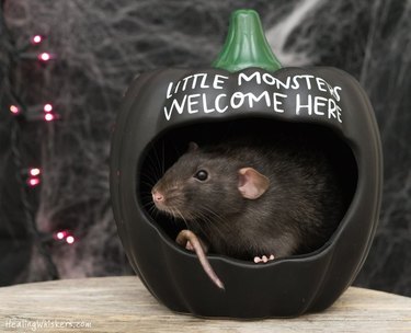 Rat curled in a pumpkin that says Little Monsters Welcome Here