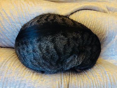 Cat curled into ball  with their legs and head tucked under them.