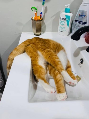 Ginger and white cat in a sink and tangled in their own legs.
