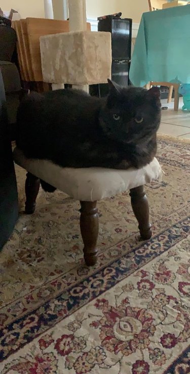 Black cat sitting on an ottoman with their legs fully tucked underneath thei body.