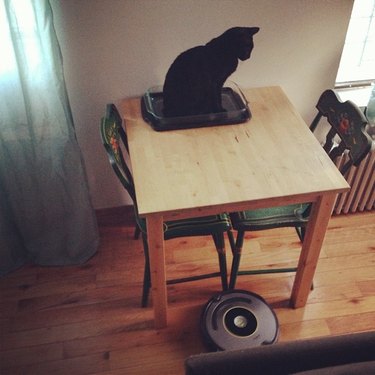 Cats reacting to roombas and robot vacuums