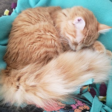 Ginger cat with a fluffy tail sleeping and slightly curled up.