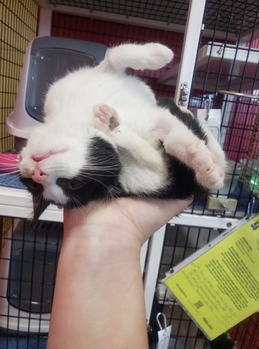 Black and white cat sleeping on their back on a person's hand.