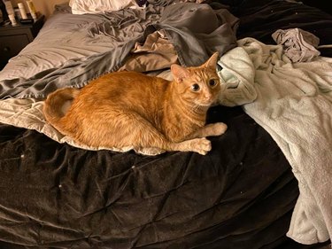 Orange cat with rear leg sticking forward and matching the position of their front paw.