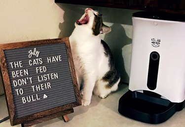 cat poses in front of funny letter board