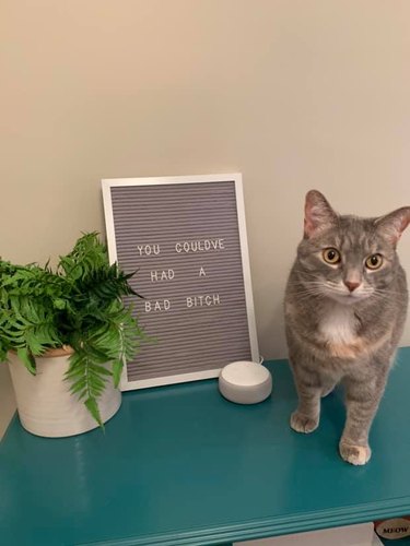 19 Pet Letter Boards We Can't Stop LOLing At | Cuteness