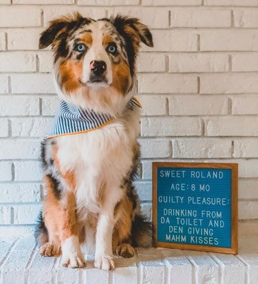 dog poses in front of funny letter board