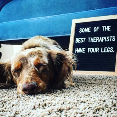 dog sleeps in front of funny letter board