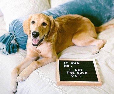 cat poses in front of funny letter board