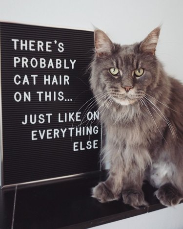 cat poses in front of funny letter board