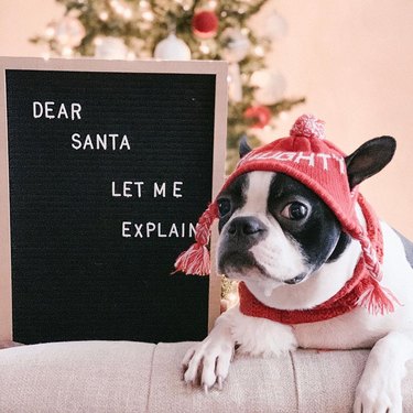 dog poses in front of funny letter board