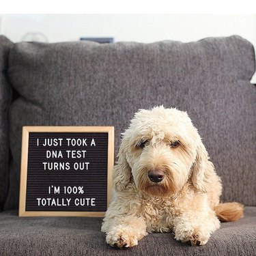 dog poses in front of funny letter board