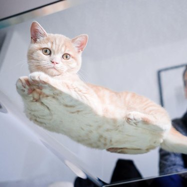 Cats on glass tables