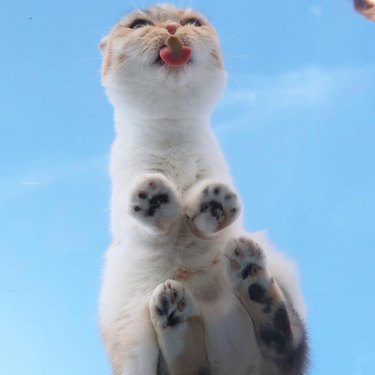 Cats on glass tables