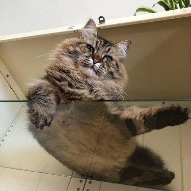 Cats on glass tables