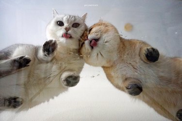 Cats on glass tables